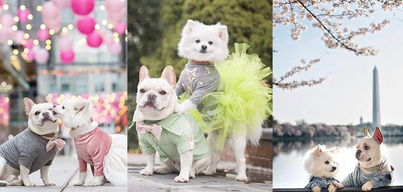 【超可愛】鬥牛犬松鼠狗婚攝寫真