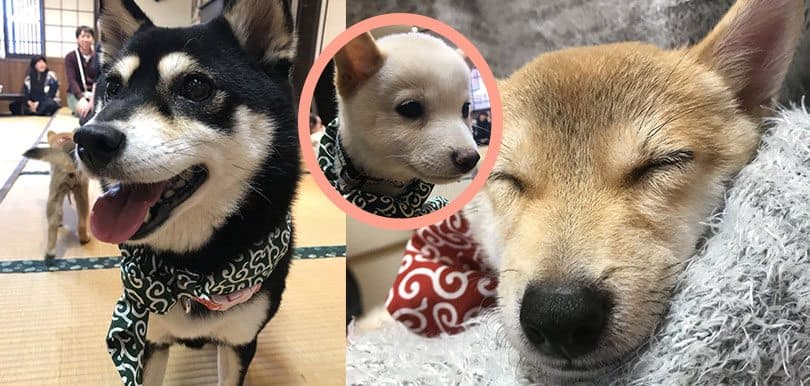 柴犬寶寶任你抱！日本首間豆柴咖啡店「倉敷豆柴カフェ」