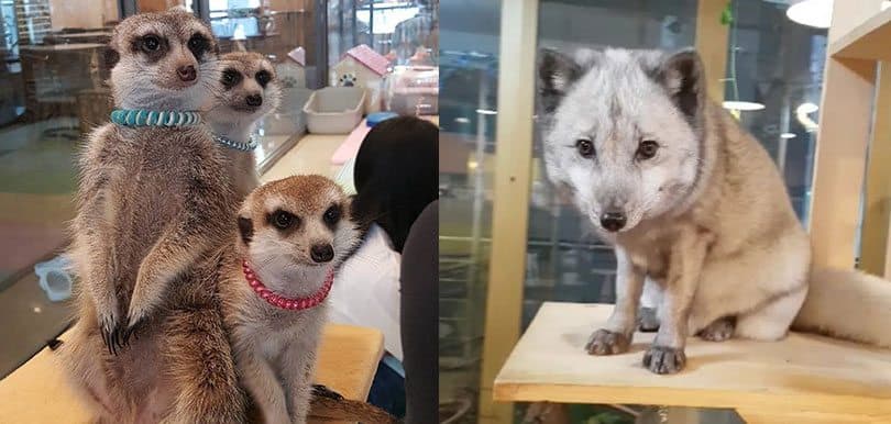 超可愛！首爾狐獴、浣熊、小狐狸、小袋鼠Café