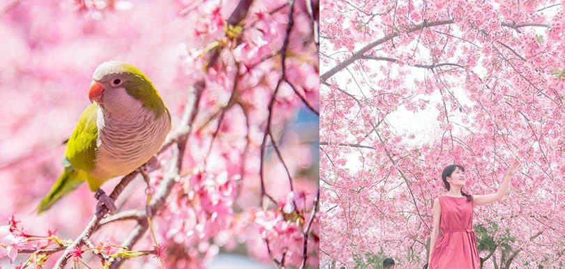 把握櫻花季！必去台灣大熱「櫻花山」，教你如何影出至搶眼呃like 照！