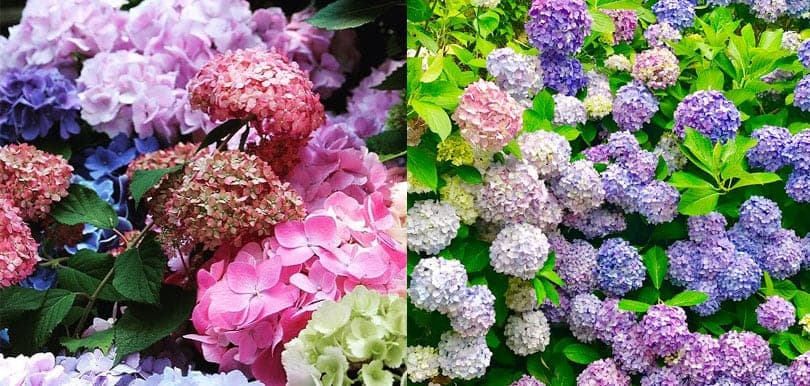 七彩繡球花海！東京鐮倉賞花最夠夢幻