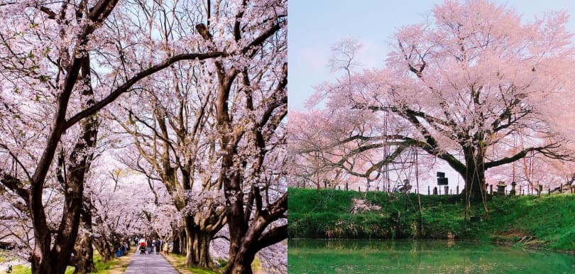 日本2019櫻花期預測時間表！準備訂機票去感受粉紅浪漫氛圍吧！