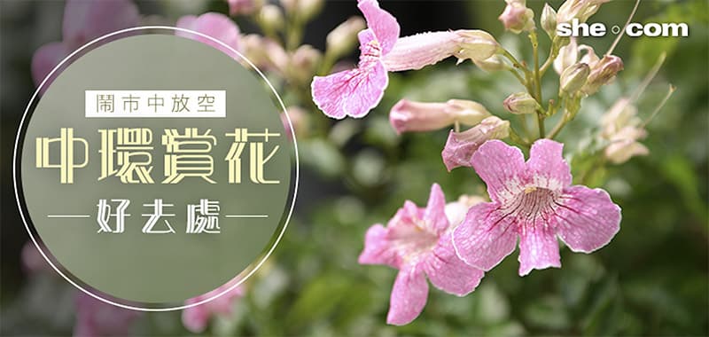 鬧市中放空！編輯帶你去賞花