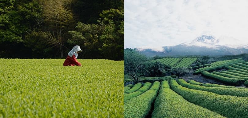 難怪訂價如此昂貴 千錘百鍊的綠茶逆齡力！