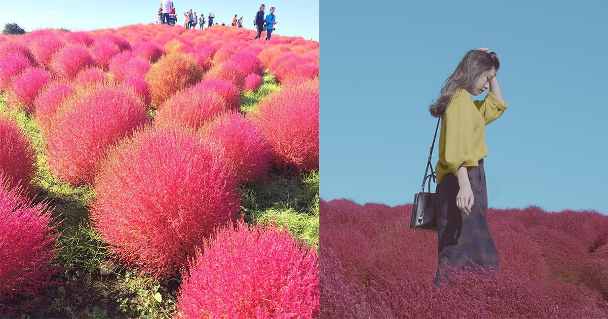 秋天日韓限定紅色波波草！走進掃帚草海拍出仙氣美照