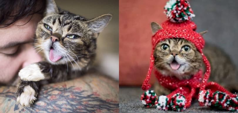 吐舌Lil Bub 完成任務 彩虹橋繼續快樂生活