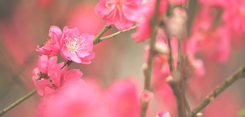 胡世君：新年新氣象？