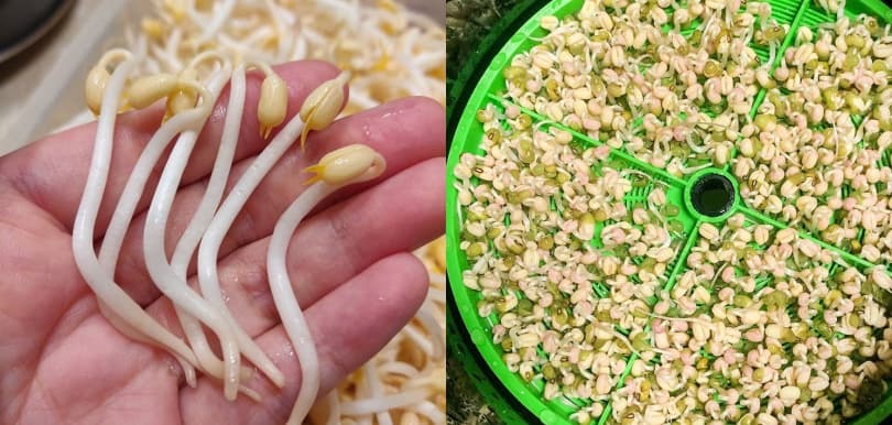 宅在家不如試試自發芽菜 簡單又健康！