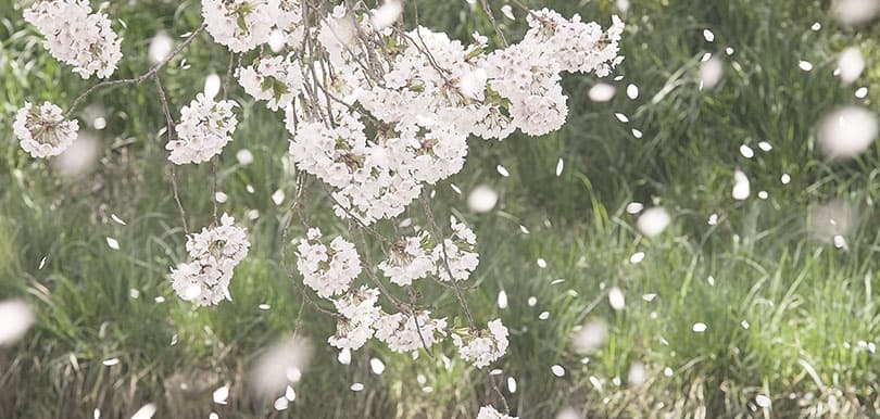 柏原太賀古代小說：四月京城芳菲盡 – 第一部（5）