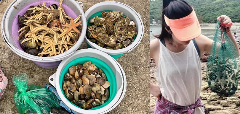 港人内地妻子「小紅書」教人到海灘捉海蔘、海星！網民狂轟破壞生態環境