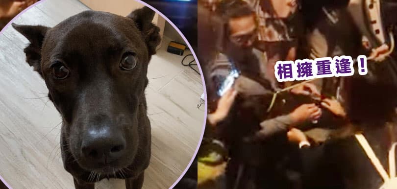 狗狗Jinna尋親背後另有內情？熱心街坊：佢一句多謝都冇就抱走狗狗