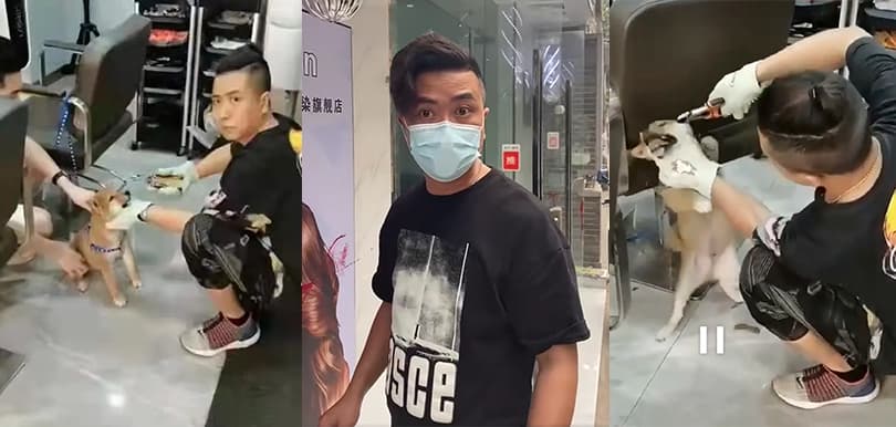【你可以不愛，但請不要傷害】強拔柴犬BB牙齒！廣州男被網民起底狂轟虐狗