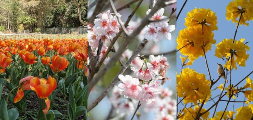 香港都有櫻花同鬱金香花海！初春花季本地賞花景點推介