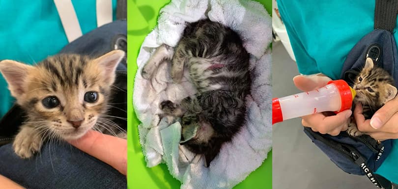 貓B於寵物展比狗狗咬頸身亡！主人現身解釋 : 「我有即刻去揾急救站」網民怒罵大話精