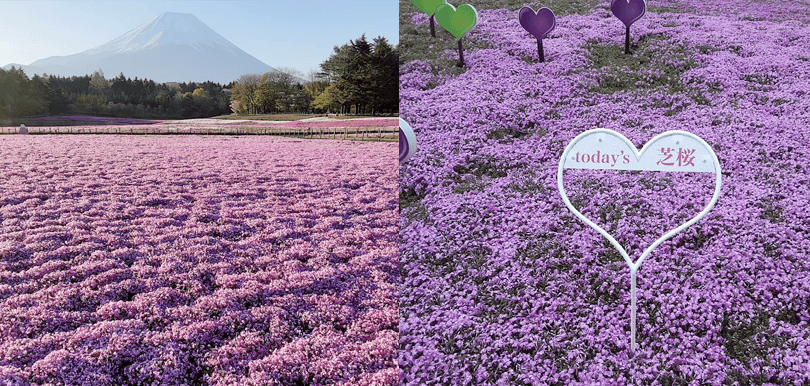 【網上旅行】日本富士芝櫻祭2021  飽覽壯麗花海＋3大富士山美食