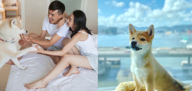 【持續更新】2021香港酒店Staycation 6月住宿優惠最後召集！與毛孩一起Staycation低至HK$1,099起