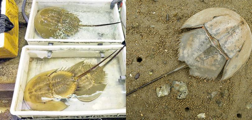 【海洋保育】瀕危物種馬蹄蟹驚現流入海鮮檔！WWF呼籲市民切勿食用馬蹄蟹