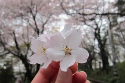 仁川自由公園賞櫻遊