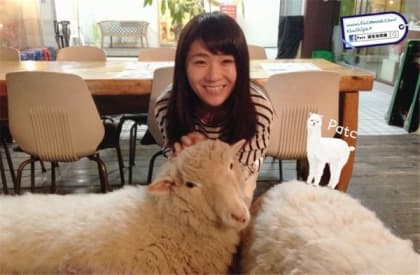 不能錯過的弘大羊咩咩Cafe - Thanks Nature Cafe