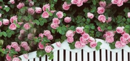 芬芳綻放！盛夏玫瑰單品