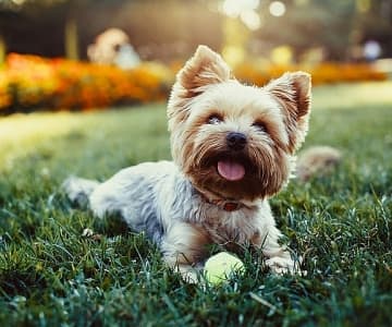愛犬出動!週末帶狗狗去嘉年華