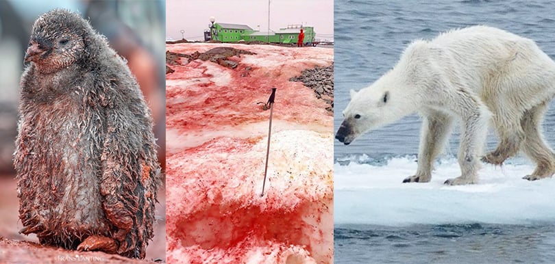 世界地球日喚正視環境議題 南極現「血雪」、北極熊獵殺小熊